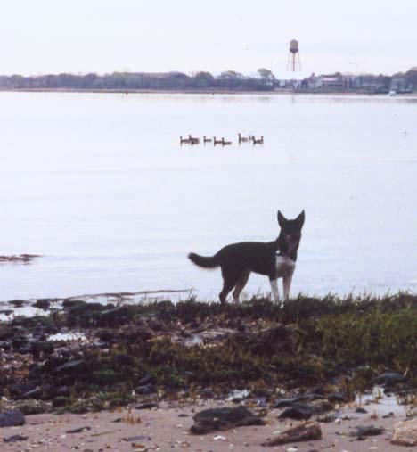 Kala At the Beach on Raritan Bay